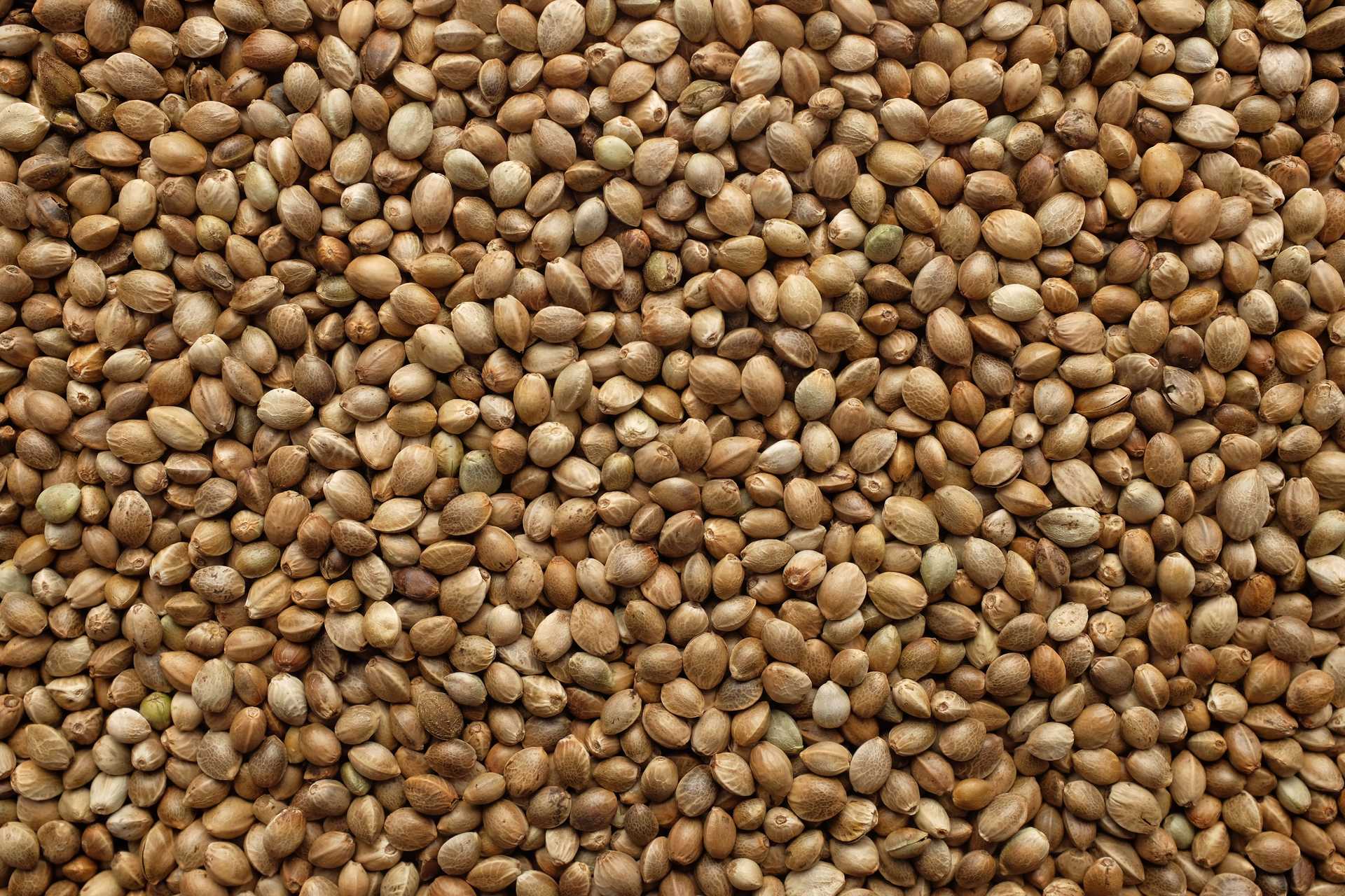 Hemp Seeds Unpeeled