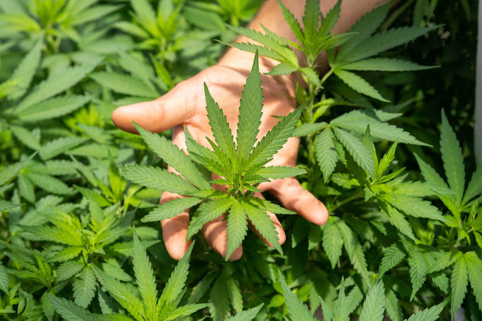 Hand holding a hemp plant