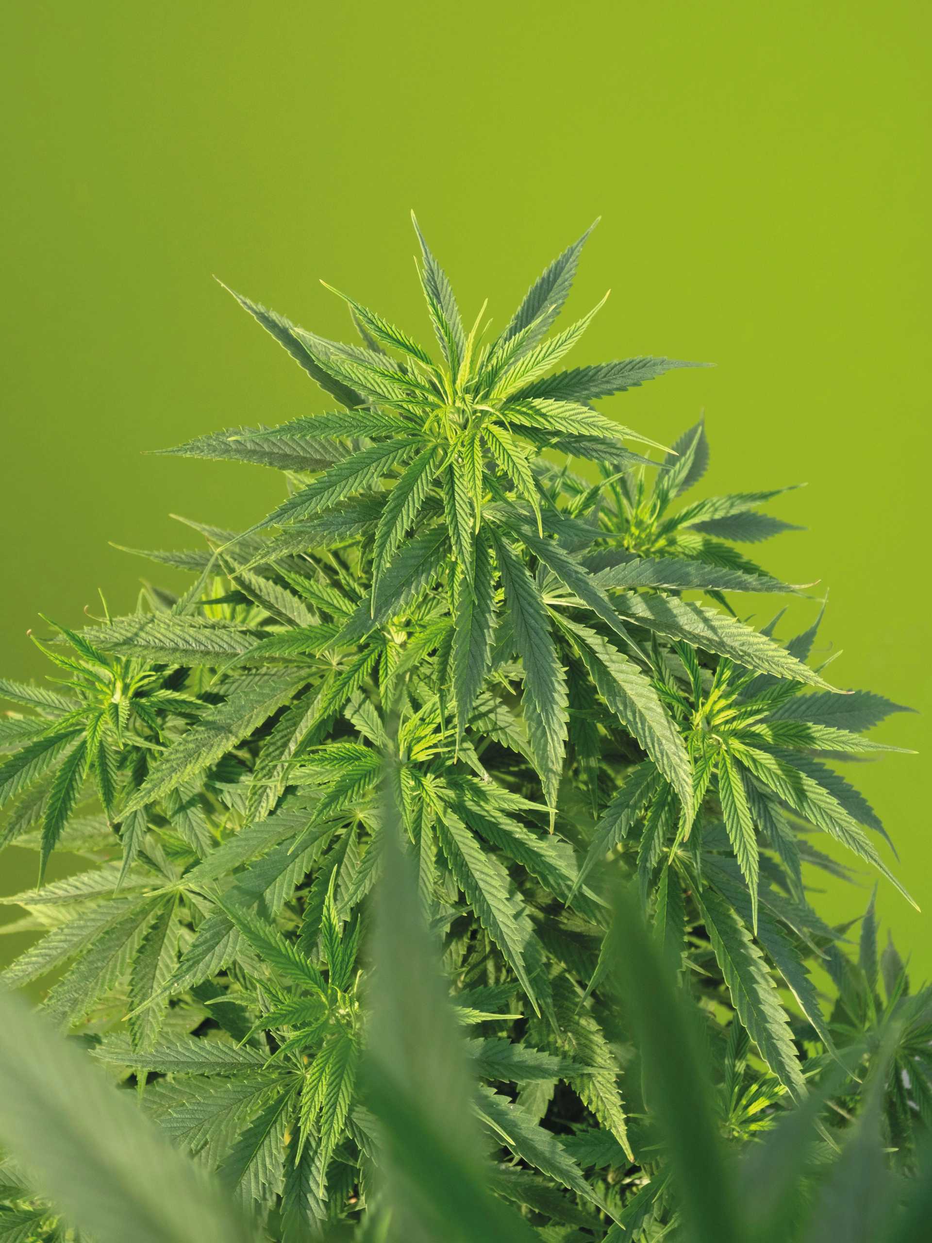 Hemp plant on green background